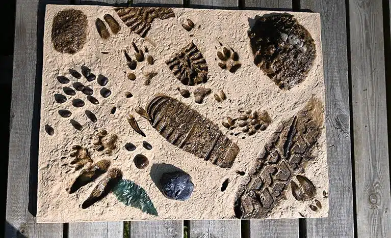 panneau pédagogique histoire cerf catalogue