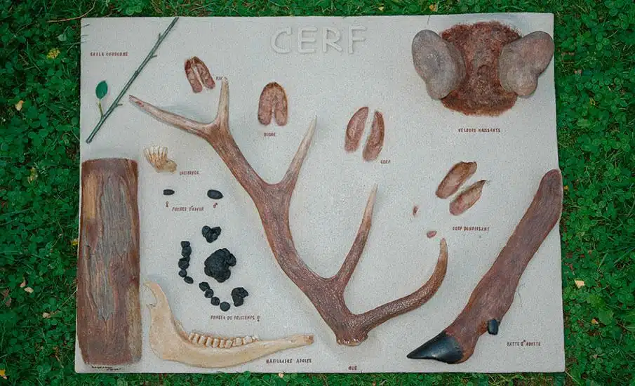 panneau pedagogique histoire cerf