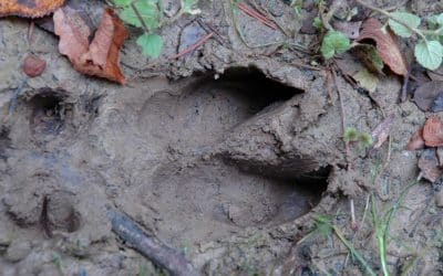 Ichnologie : comprendre la science des empreintes