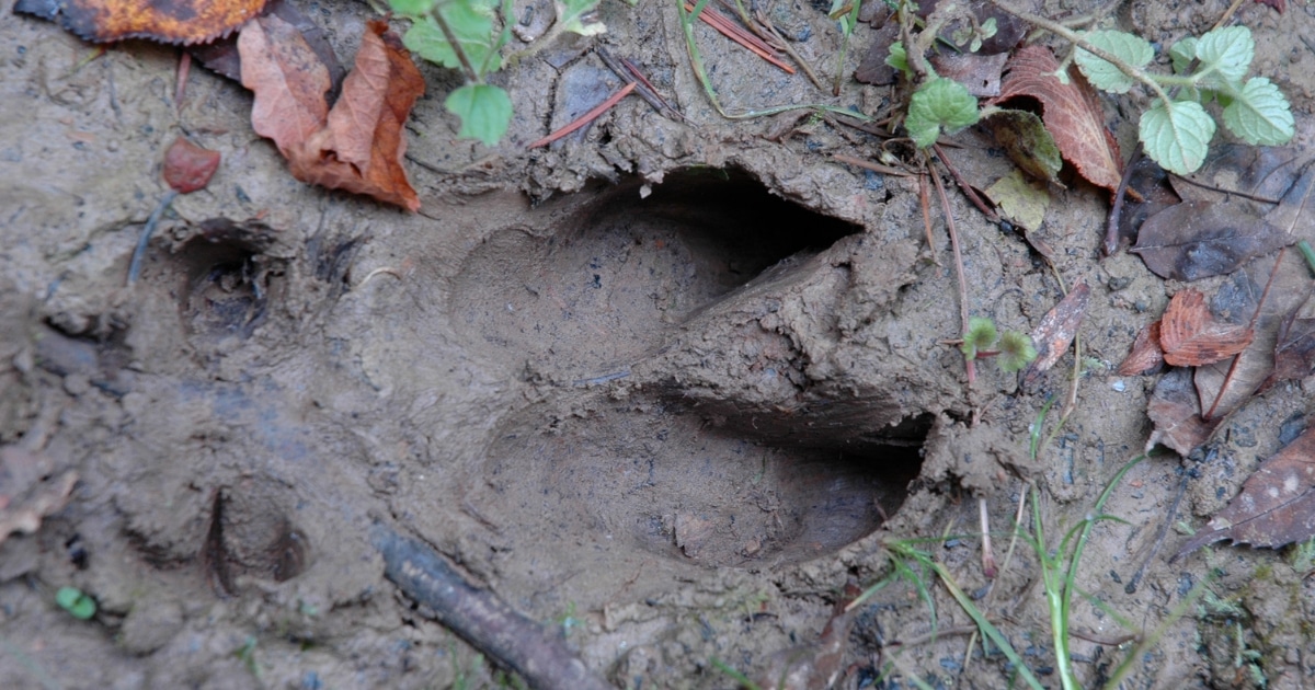 Ichnologie science des traces cerf