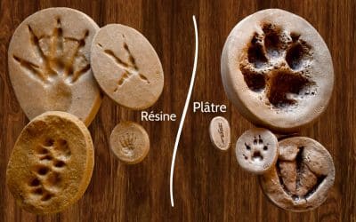 Moulages d’empreintes animales : plâtre ou résine?